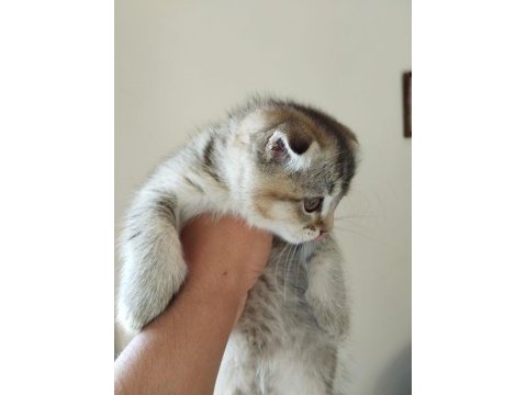 Erkek scottish fold