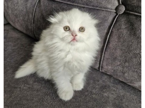 Scottish fold longhair güzellik