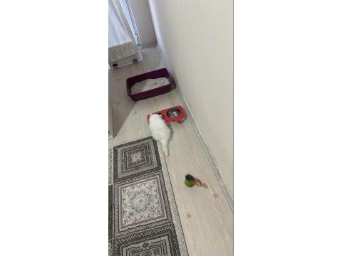 Yavru iran kedisi