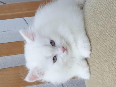 British longhair pendik beyaz