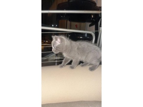 Yavru british shorthair kedisi