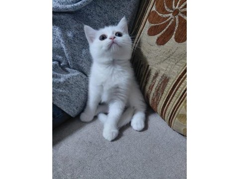 Brisith shorthair yavrular
