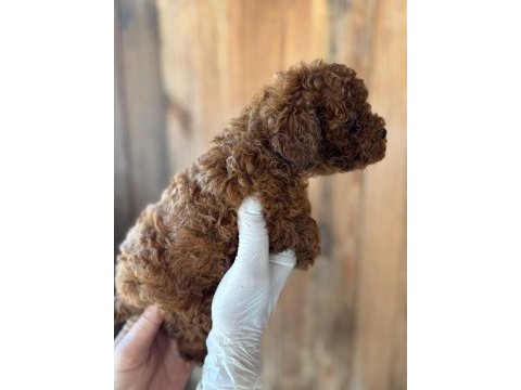 Poodle yavrular