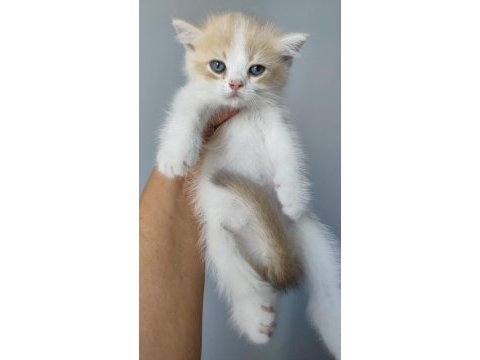 Teslime hazır minnoş kedilerim