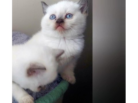 Çikolata ve çikolata point british shorthair ponçiklerim