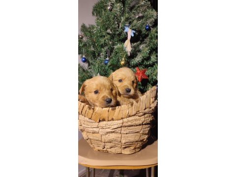Safkan golden retriever yavruları