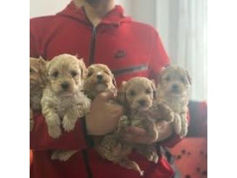 Tüy dökmeyen teacup maltipoo güzelliği