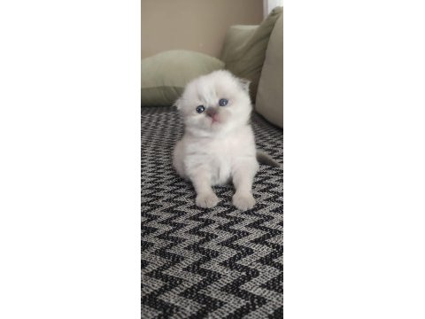 Scottish fold erkek yavru