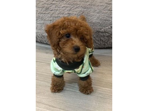 Toy poodle safkan her renk boyut mevcut