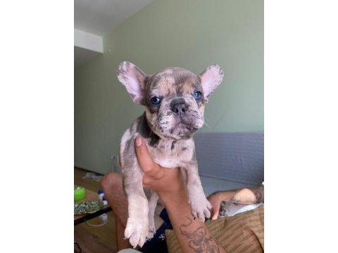 Merle ve blue ırk garantili french bulldog yavrular