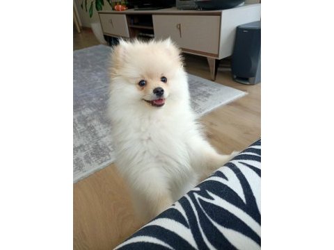Pomeranian erkek
