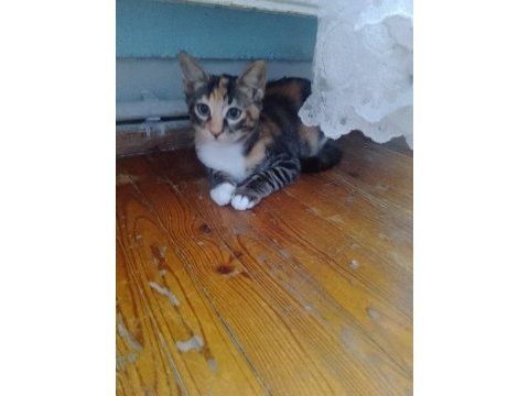 Acil sahiplendirme kedilerimiz