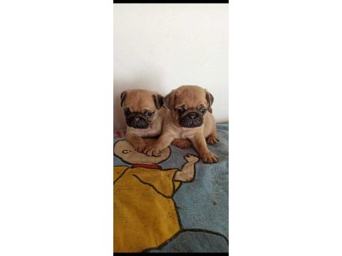 Irk ve sağlık garantili pug yavrularımız