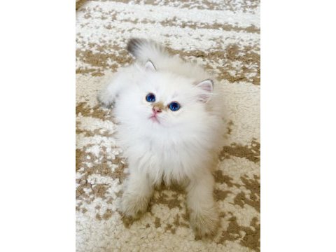 Safkan british longhair golden point erkek yavru