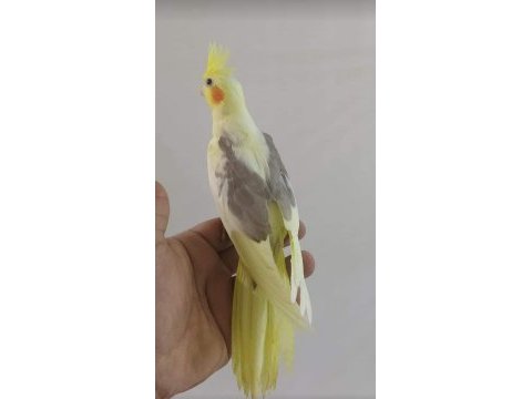 Ele alışkın sultan papağanı