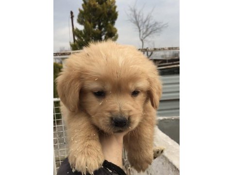 2 aylık golden retreiwer yavrularım