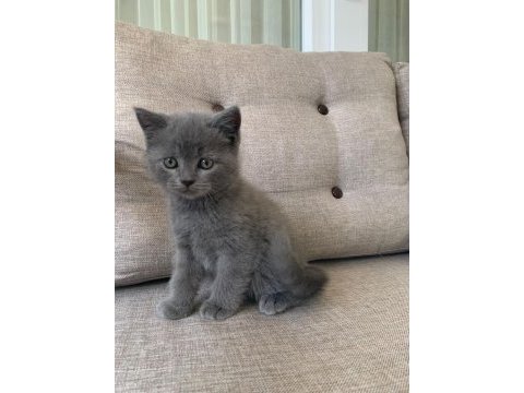 Kedi erkek british shorthair