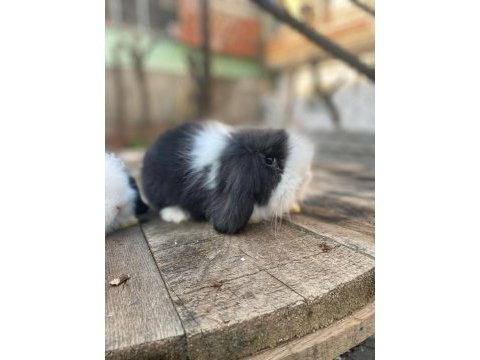 Safkan yavru tavşanlar her yere gönderilir