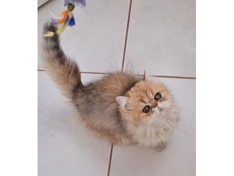 İran chinchilla safkan