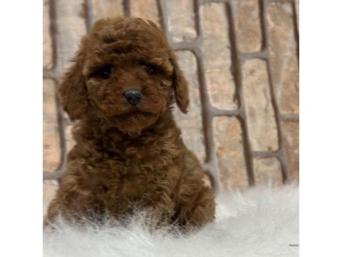 A kalite fincan şeklinde poodle