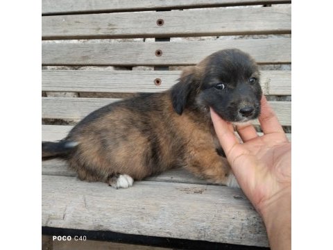 Fino yavru köpeğimiz kayseri