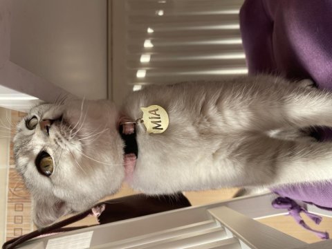 Aşırı sevecen scottish fold kedimiz mia