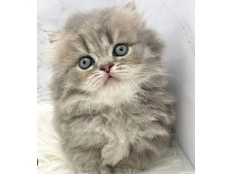Top kafa safkan yavru kedimiz