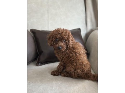 Yüz yapısı muhteşem toy poodle bebekler
