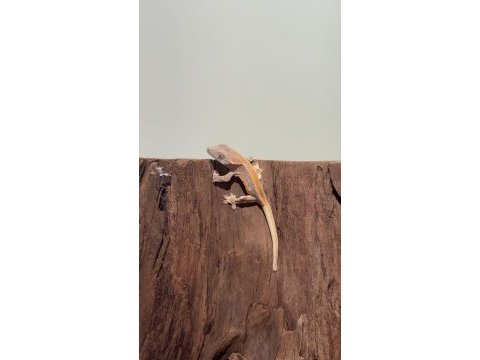 Super crested gecko yavrular