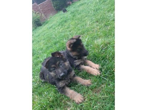Şecereli aşılı dişi alman çoban köpeği yavruları