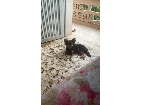 Chihuahua cinsi büyümeyen
