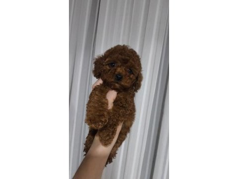 Toy poodle kore kan yavrular