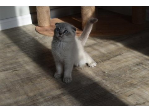 Show kalite scottish fold blue point yavrumuz