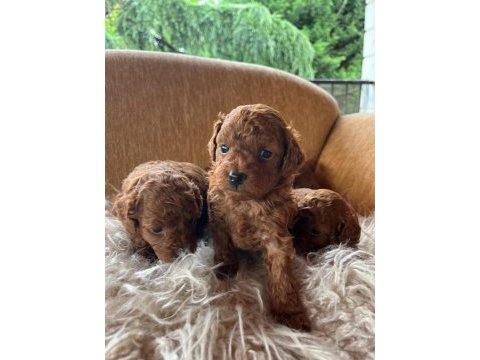 Toy poodle yavrular