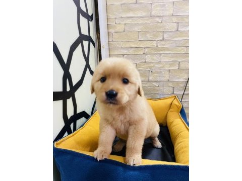 Kalite istanbulda golden retriever yavru