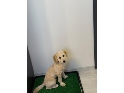 Latte 81 ile gönderim mevcut köpeğimiz