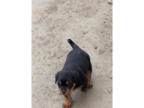 Son 3 erkek koca kafa rottweiler yavrular