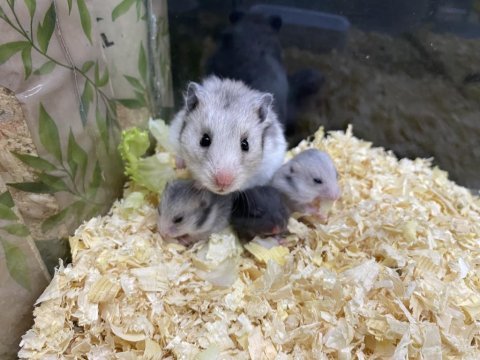 Özel tür hamster isteyene