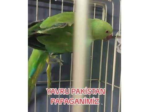 3-5 aylık yavru pakistan papağanları