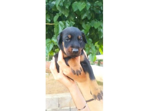 A kalite doberman yavrular