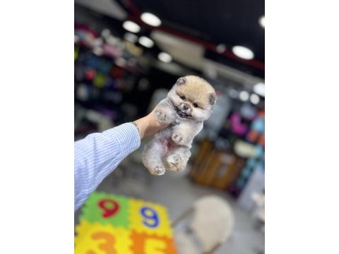 Biblo pomeranian boo yavrularımız