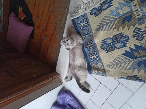 Scottish fold 4 aylık