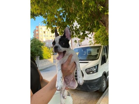 Evde bakılmış bulldog