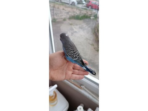 Yeni yeme düşmüş muhabbet yavrular ve takımlar