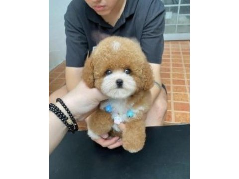 Birbirinden güzel poodle bebekler yeni sahiplerini bekliyor