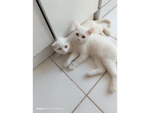 2 adet erkek scottish fold uyguna verilecektir
