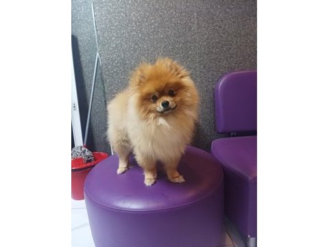 Sağlıklı pomeranian yavrular