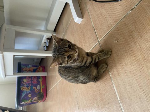 Adana içi acil sahiplendirme british shorthair melezi