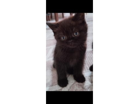 Scottish fold ve ragdoll kırması yavru