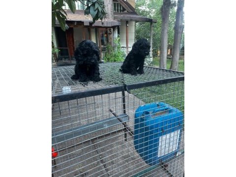 Dünyalar tatlısı özel renk maltipoo yavrular